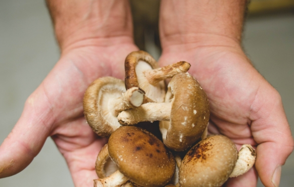 mushrooms_in_hands