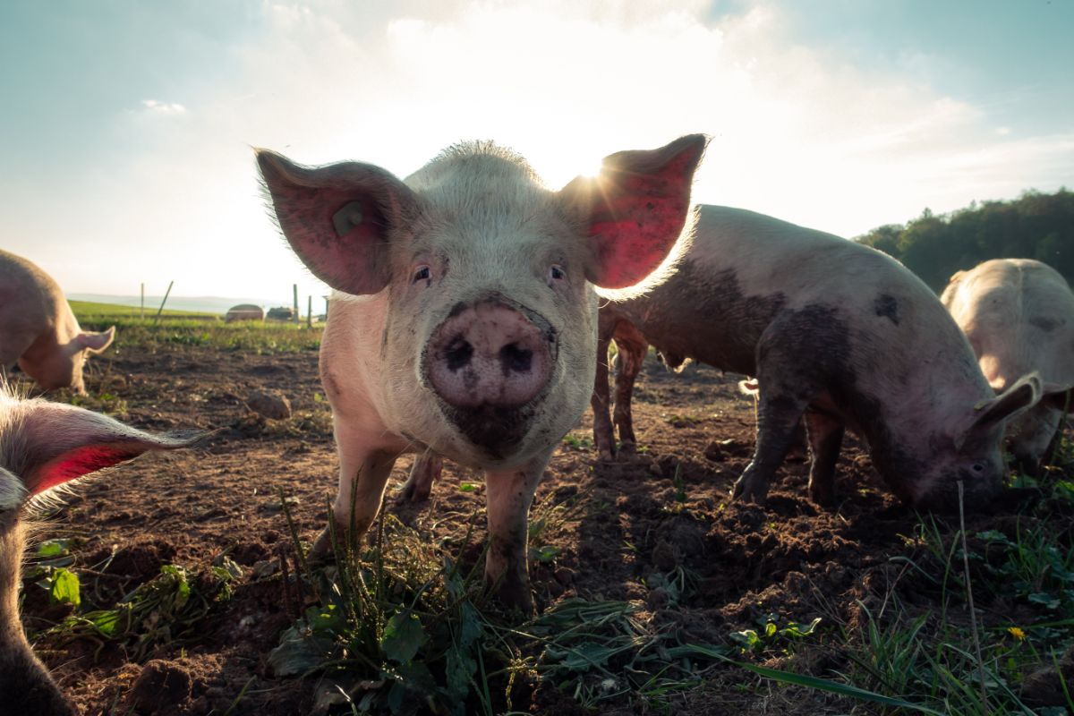 pig with dirt