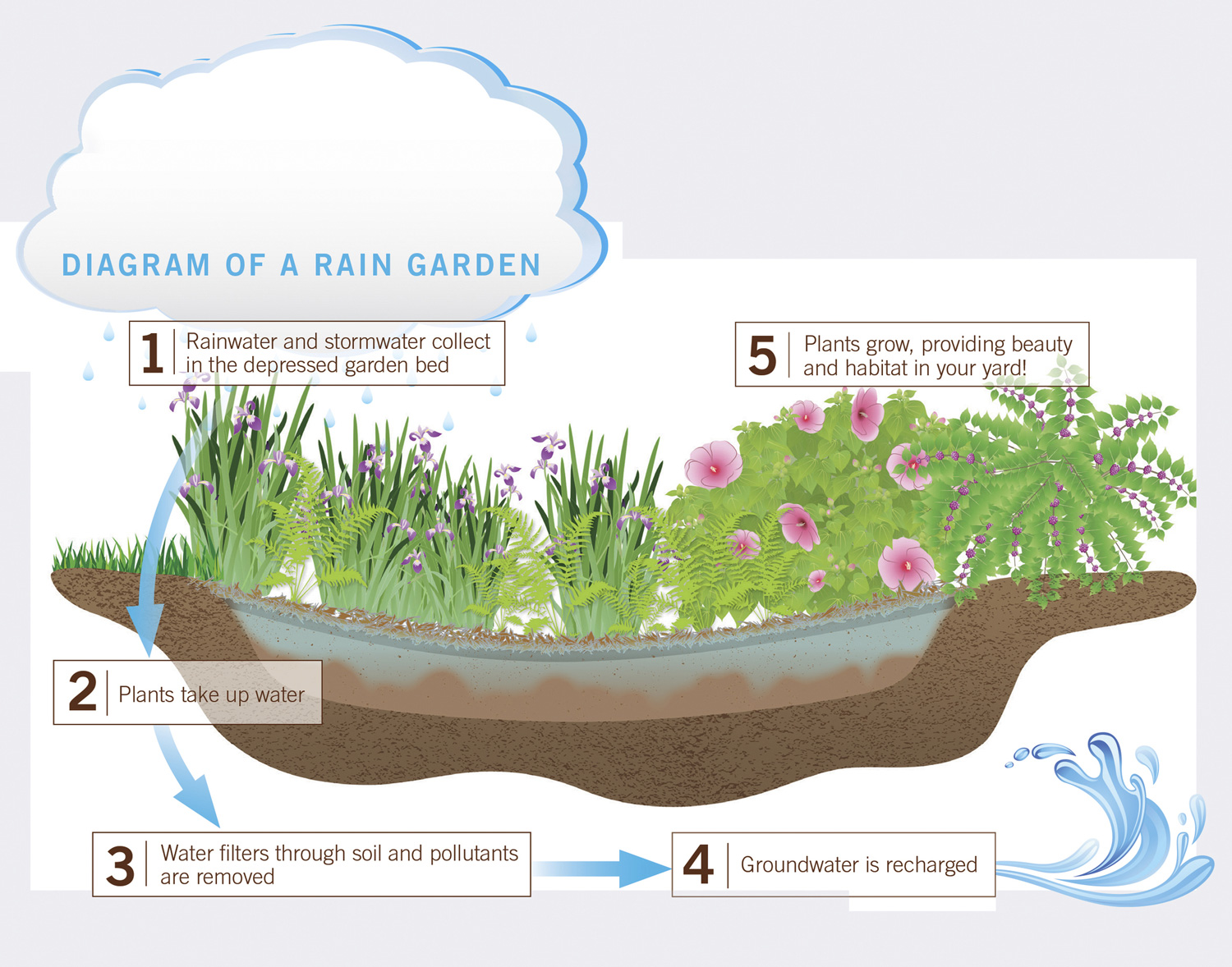 雨水花园图