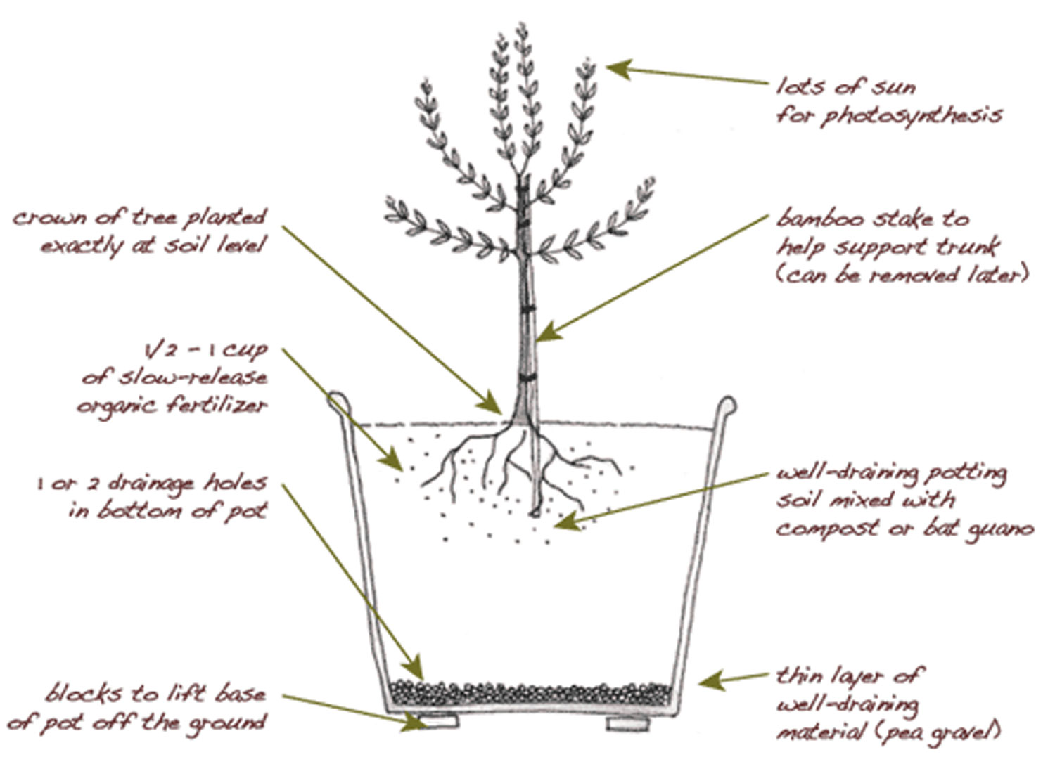 种植和种植橄榄树插图