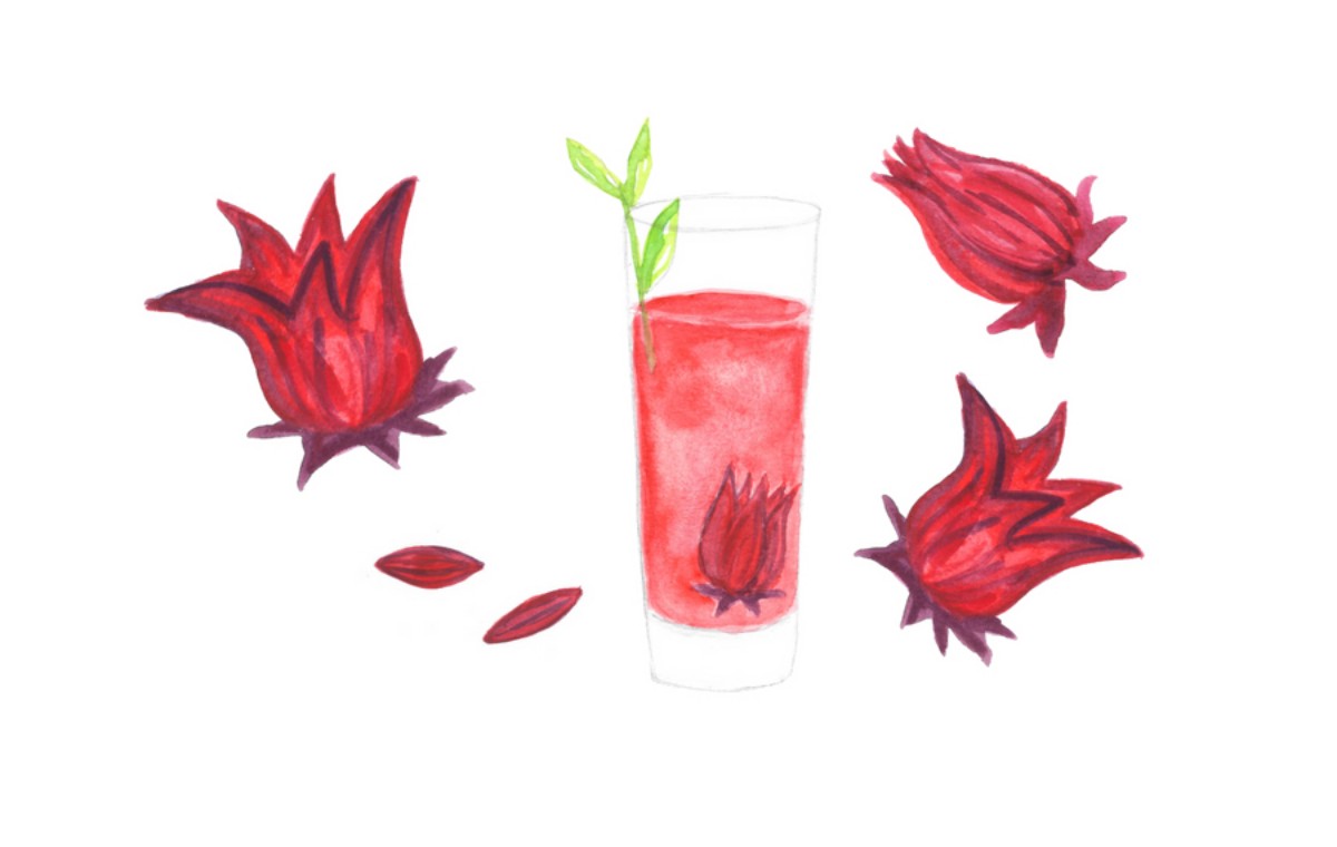 罗斯尔·芙蓉（Roselle Hibiscus）