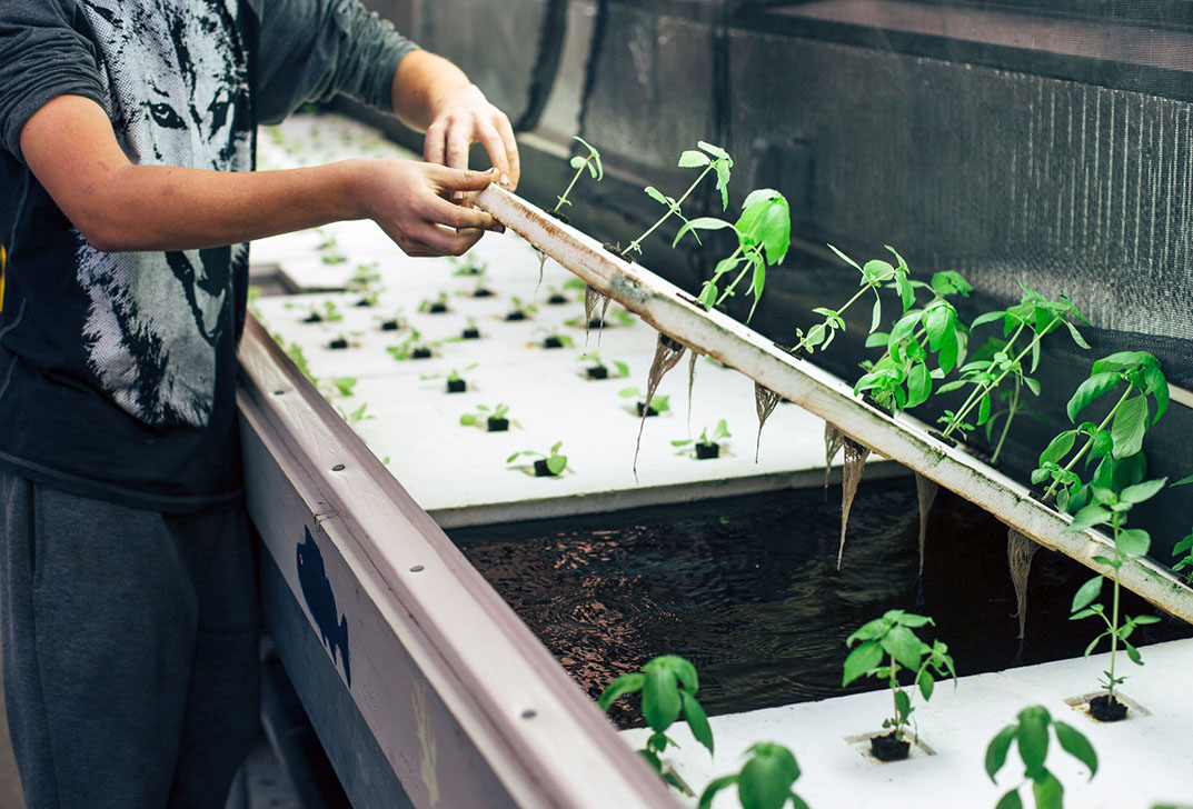 在爵士的家伙卡尔顿中学aquaponics”系统