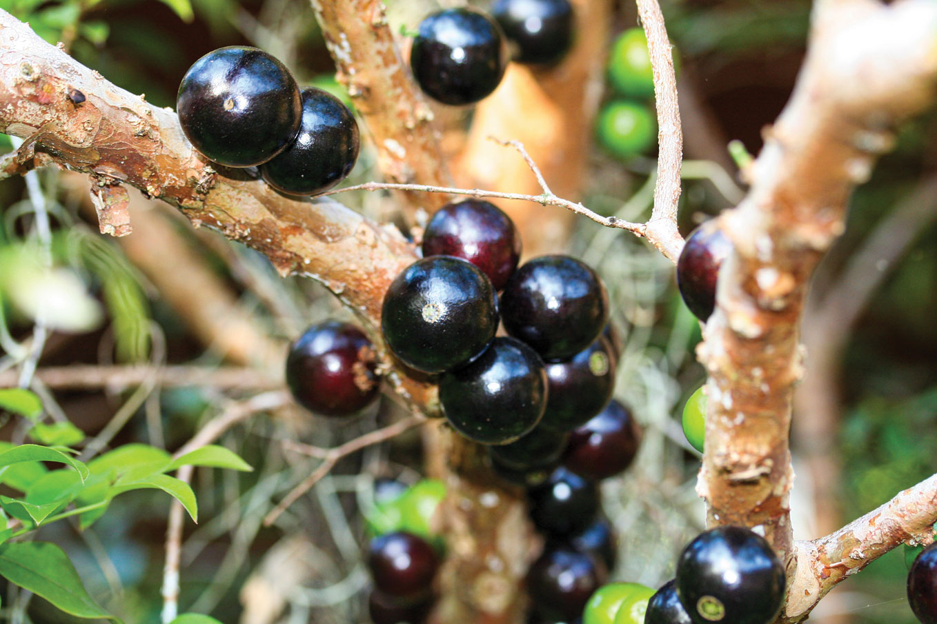 Jaboticaba